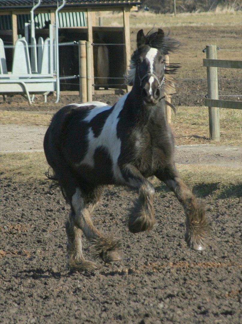 Irish Cob Mr.BigD of Irish (Samson) billede 9