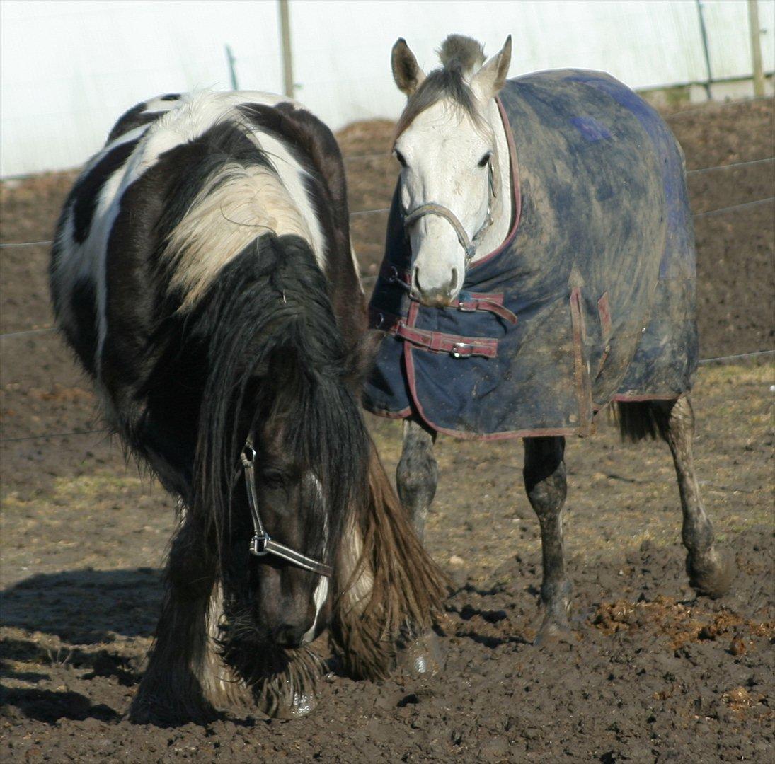 Irish Cob Mr.BigD of Irish (Samson) - Mine 2 basser
Samson og Silver billede 10