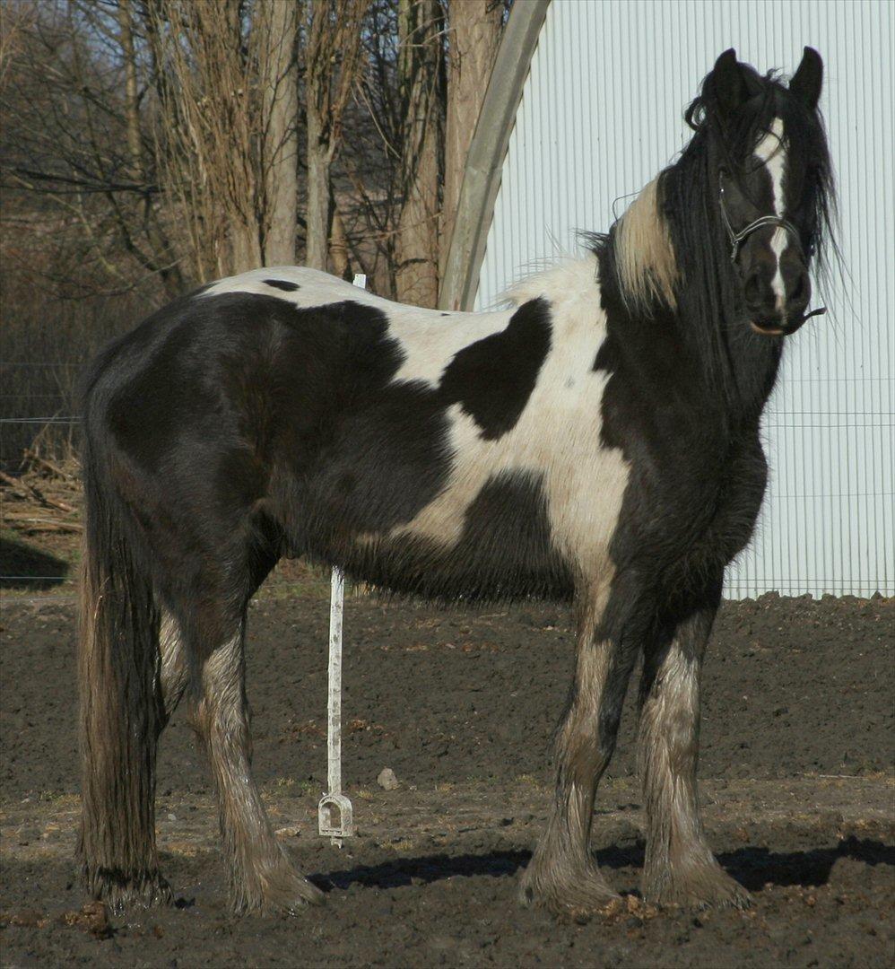Irish Cob Mr.BigD of Irish (Samson) billede 11