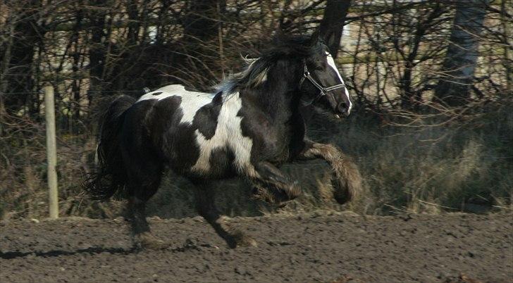 Irish Cob Mr.BigD of Irish (Samson) billede 12