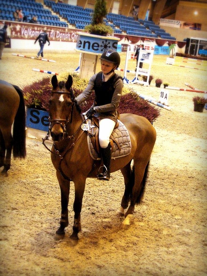 Anden særlig race Mr Playboy - Christmas show 2011 billede 8