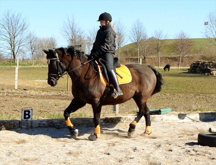 Oldenborg Gipsy billede 13