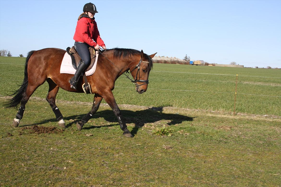 Anden særlig race Jolly <3 (himmelhest) - Beklager min opstilling. Har ikke redet seriøst siden dec. '11. Foto: Maiken billede 15