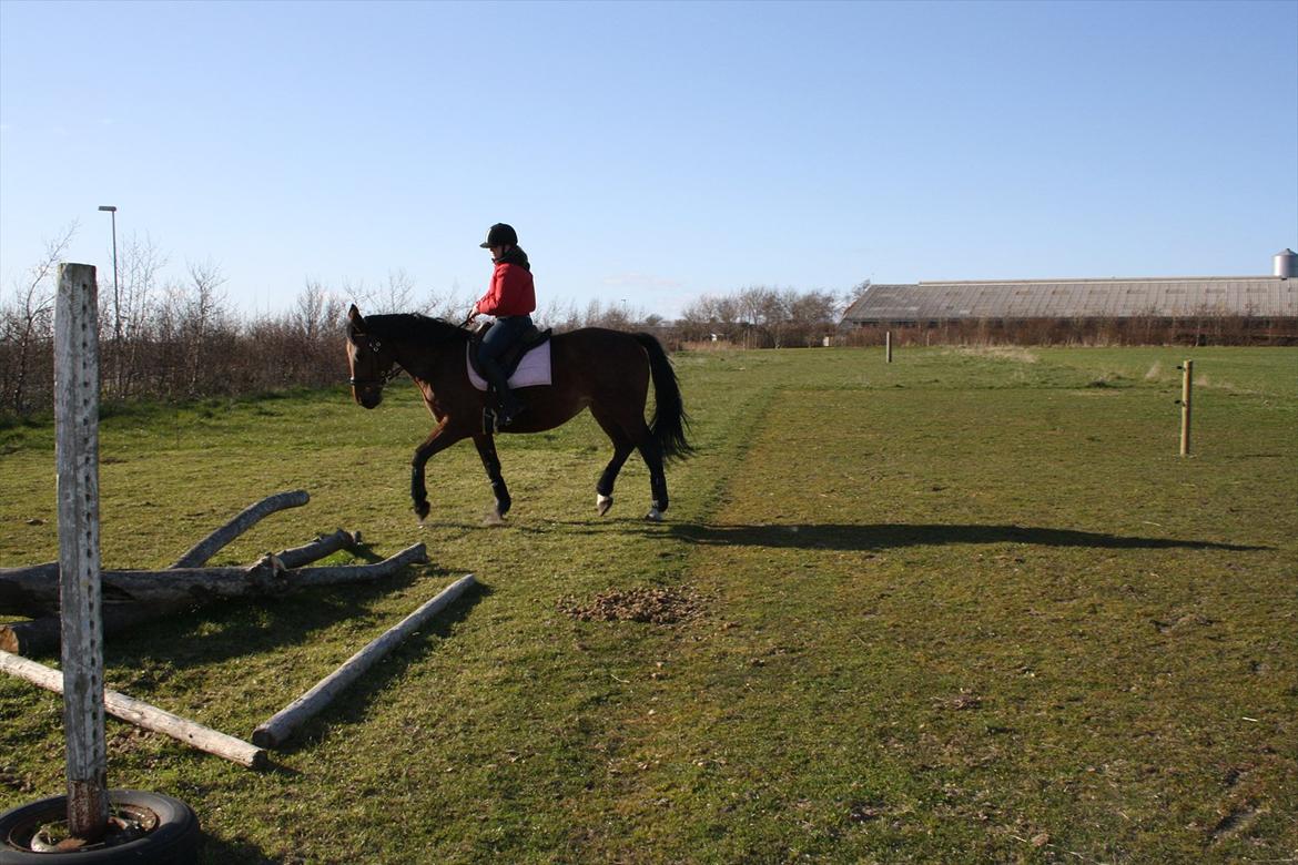 Anden særlig race Jolly <3 (himmelhest) - Foto: Maiken billede 17