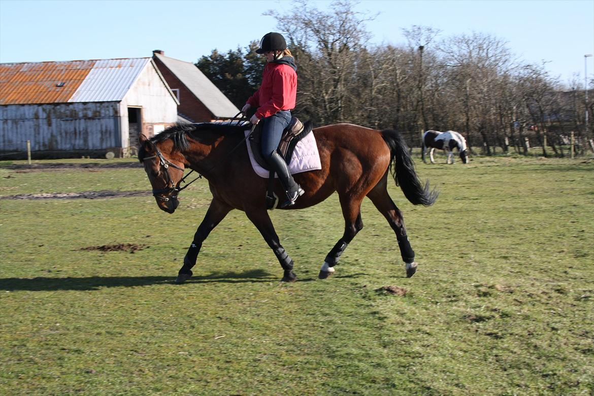 Anden særlig race Jolly <3 (himmelhest) - Traver af ;) Foto: Maiken billede 18