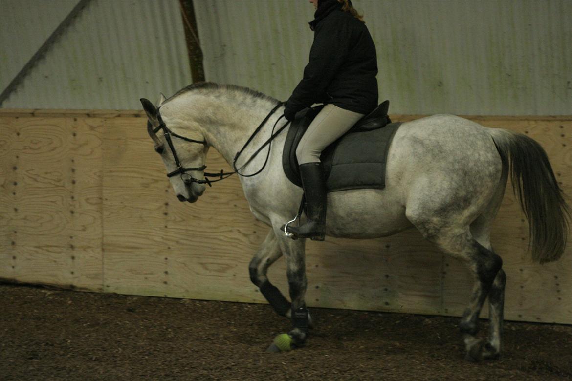 Hollandsk Sportspony Silver king  billede 15