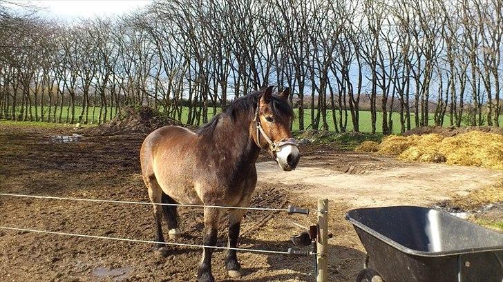 Nordsvensk Skovhest Lukas - Yndlings dreng! billede 11