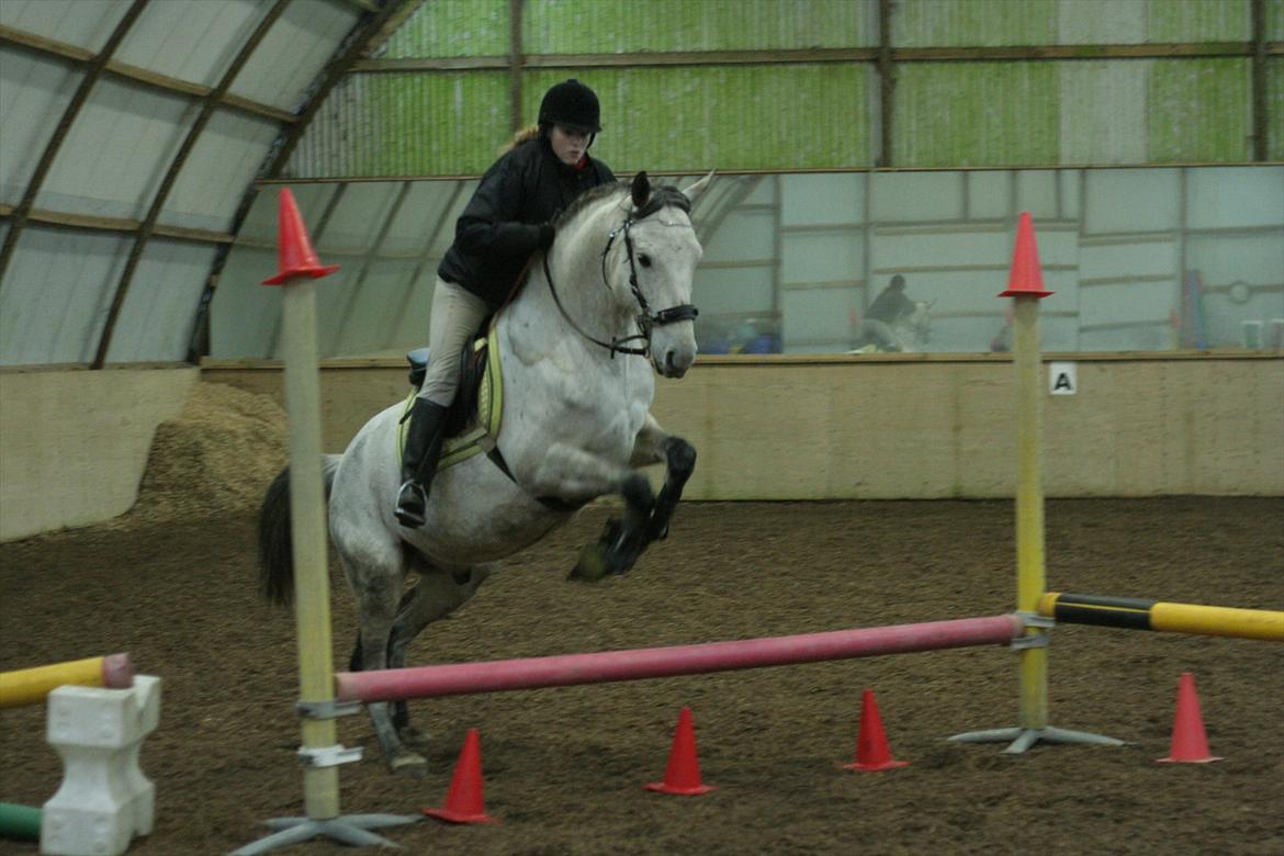 Hollandsk Sportspony Silver king  - Hest er helt sikker på at dette spring minimum er 1 m højt ( o det er kun 30-50 cm) billede 16