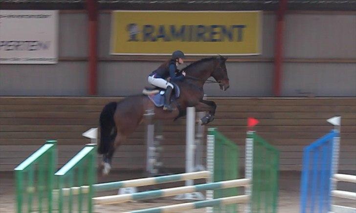 Dansk Varmblod MØGELMOSEGÅRD'S LE MAN - Til vores første stævne :-) SVR distrikstævne 100 cm billede 16