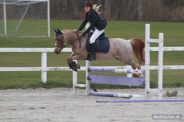 Hollandsk Sportspony billy boy! - Foto: Maria Ebsen!

70 Cm.! billede 4