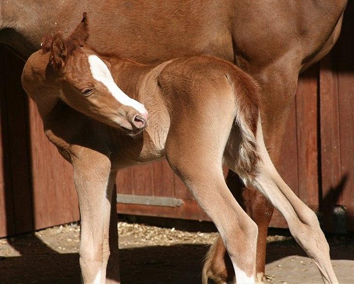 Arabisk fuldblod (OX) Waliyyah APN - SOLGT billede 9