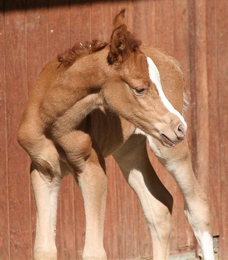 Arabisk fuldblod (OX) Waliyyah APN - SOLGT billede 10