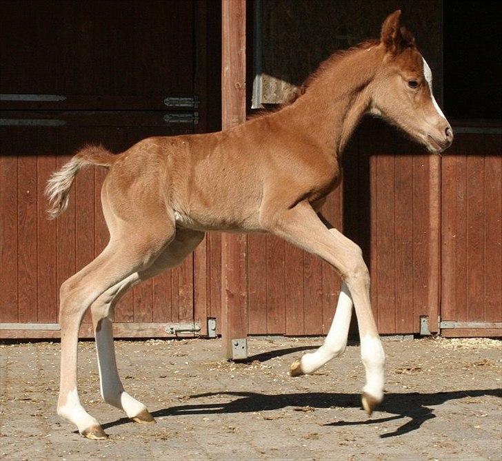 Arabisk fuldblod (OX) Waliyyah APN - SOLGT billede 11