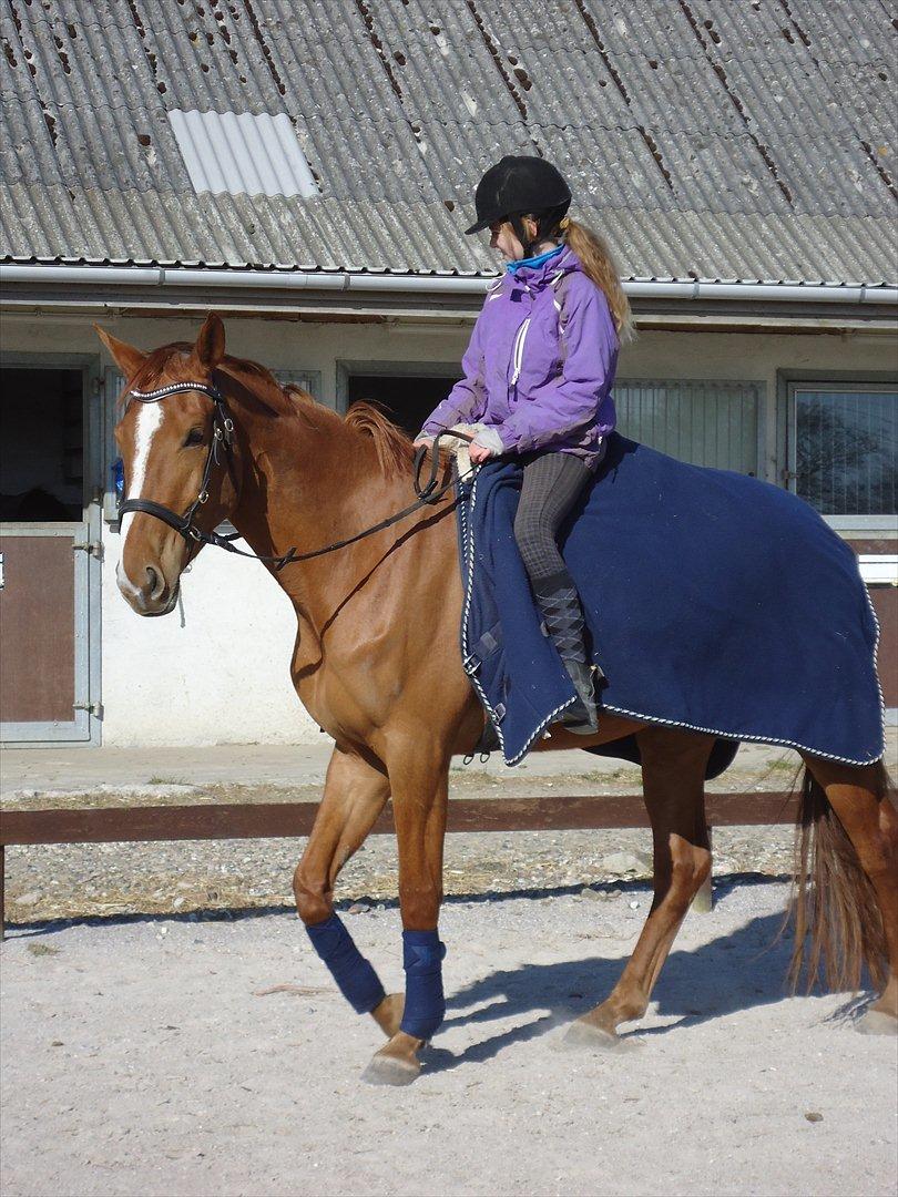 Anden særlig race | Tequila Sunrise «3 | R.I.P 25-06-2012 - | Velkommen til min piges probil | - På billeder er hun stadig kun rytter vandt :) Marts - 2012 billede 3