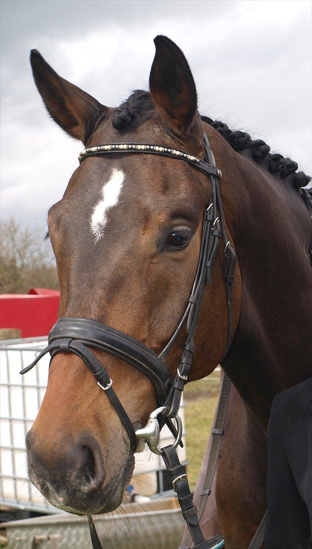 Holstener Dumbledore - Smukke Dumbledore til stævne d. 14 april 2012.  billede 2