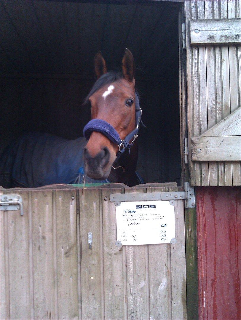 Anden særlig race Elipse - Velkommen til Elipse's profil!<3

Foto af: Mig billede 1