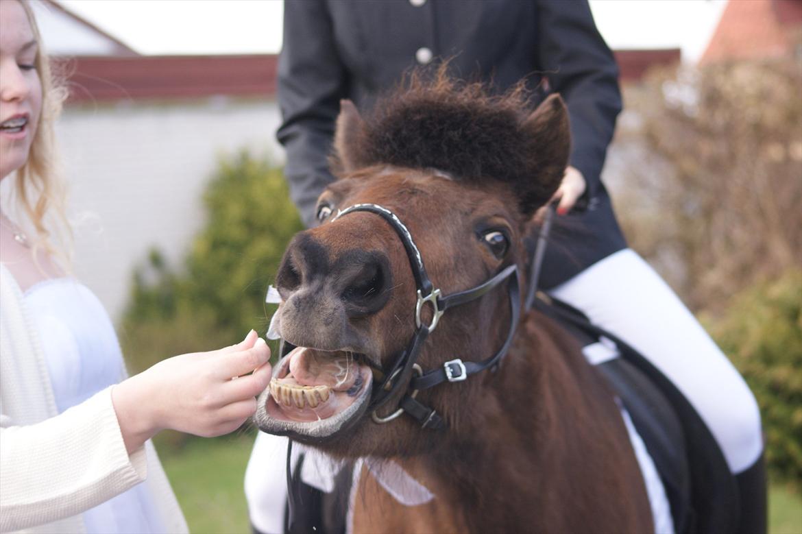 Islænder vigdis fra tågelundgård!:-* - Charmerende hest! :-b Foto: LMC billede 6