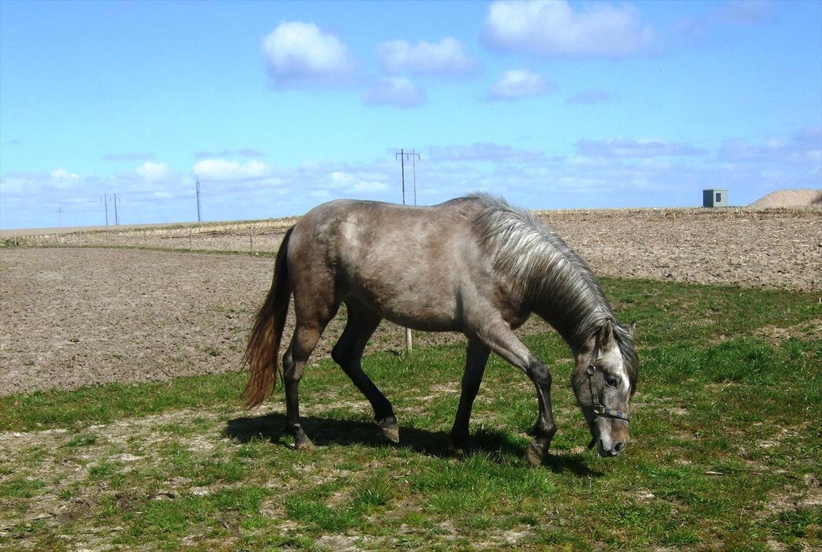 Pura Raza Española Salina DG - Salina - April 2012 - knap 2 år gammel billede 8