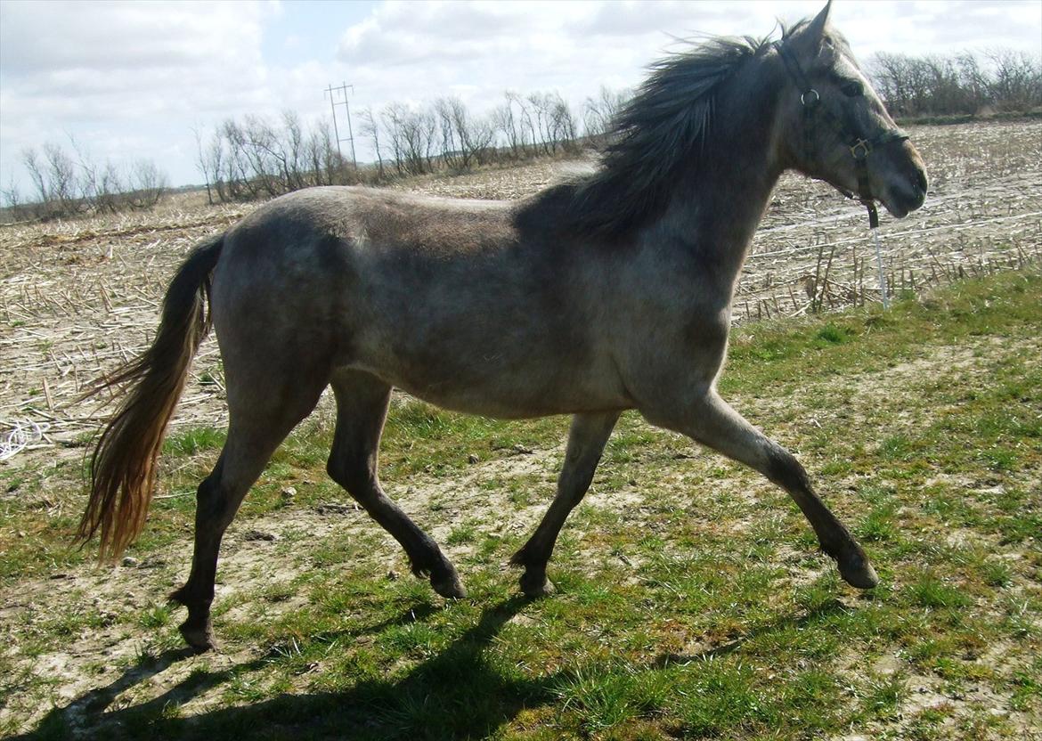 Pura Raza Española Salina DG - Salina - April 2012 - knap 2 år gammel billede 9