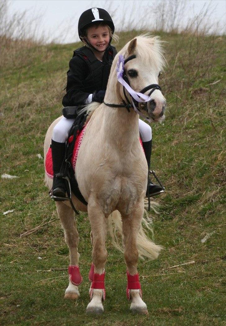Welsh Mountain (sec A) Walter/Minells Ducell - Dejlige smukke Walter Og Monique billede 19