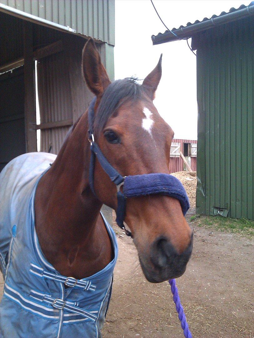 Anden særlig race Elipse - Foto af: Caroline (veninde) billede 5