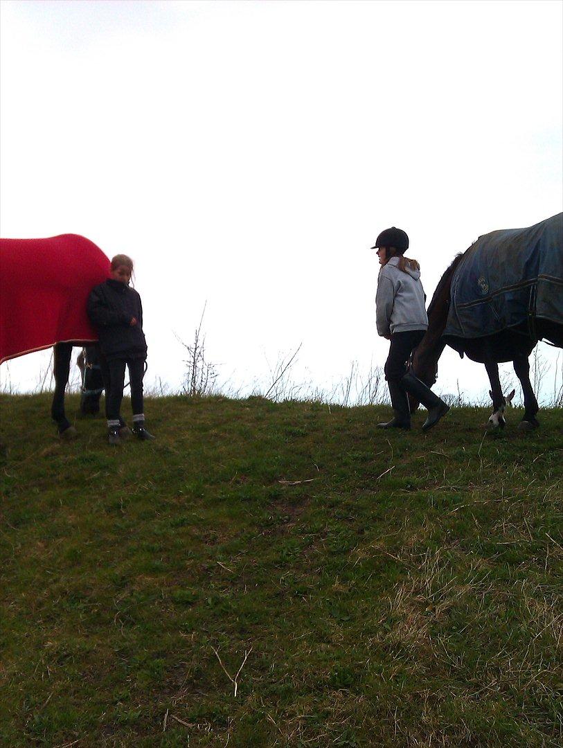 Anden særlig race Elipse - Elipse og Samir græsser (:

Foto af: Gitte Tønnesen billede 7