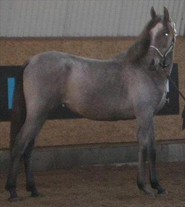 Pura Raza Española Salina DG - Salina - Oktober 2011 - på kursus billede 10