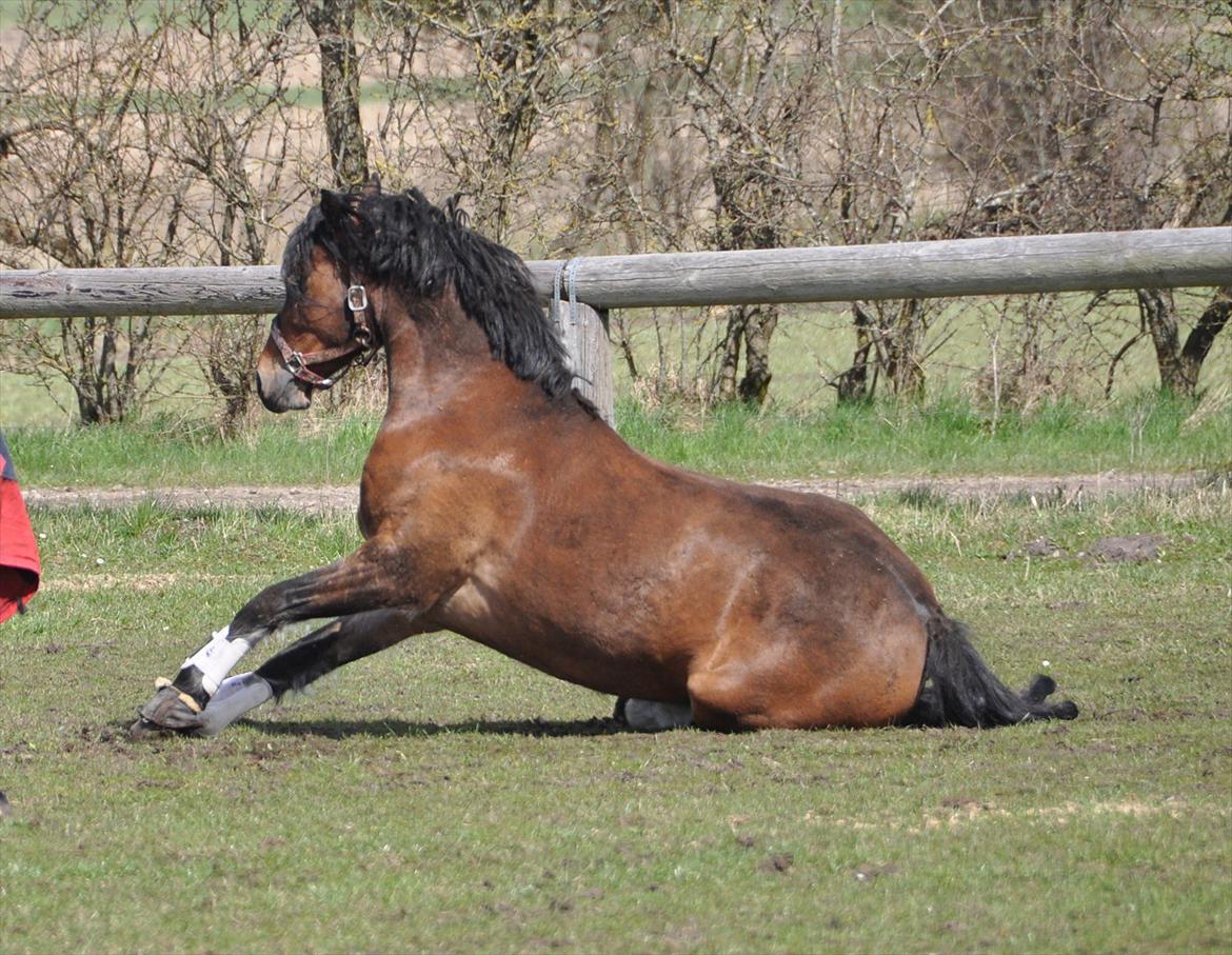 Welsh Cob (sec D) Lindbergs Milton B-PONY billede 24