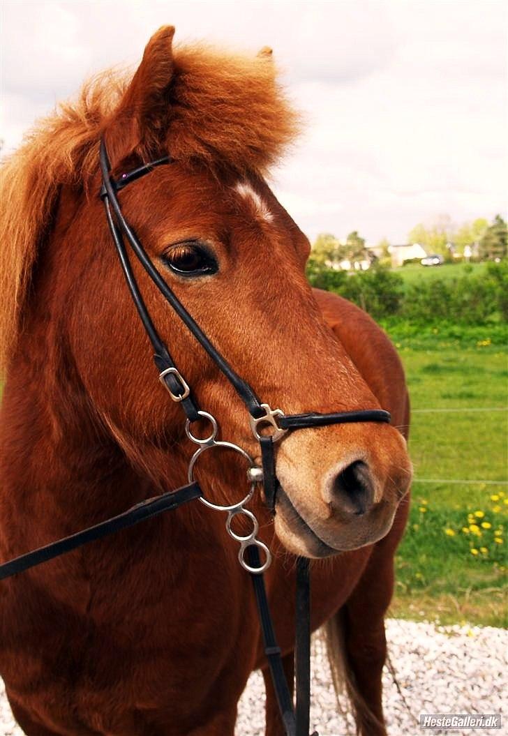 Islænder Embla fra Hessellund  - Embla fra Hessellund.
Foråret 2010. billede 5