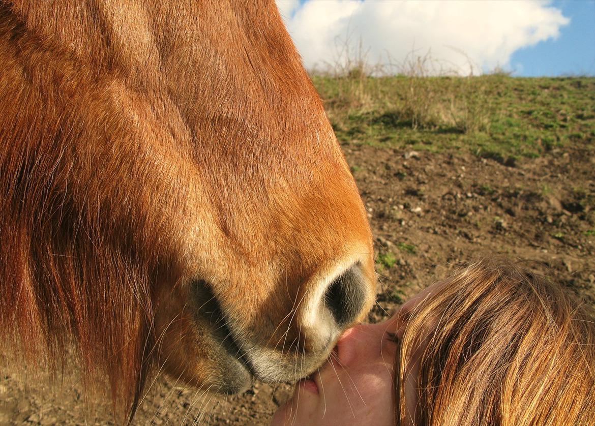 Islænder Embla fra Hessellund  - Du vil altid blive husket!
d. 2. april 2012... billede 7