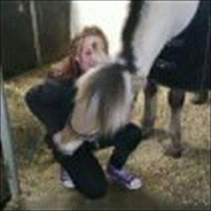 Fjordhest Conrad billede 5