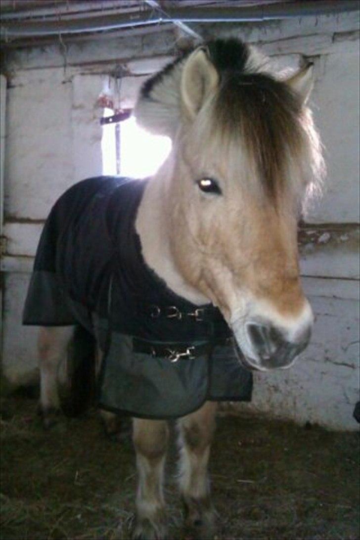 Fjordhest Conrad - Dejligt billede kan ikke andet end at elske ham!<3 billede 6