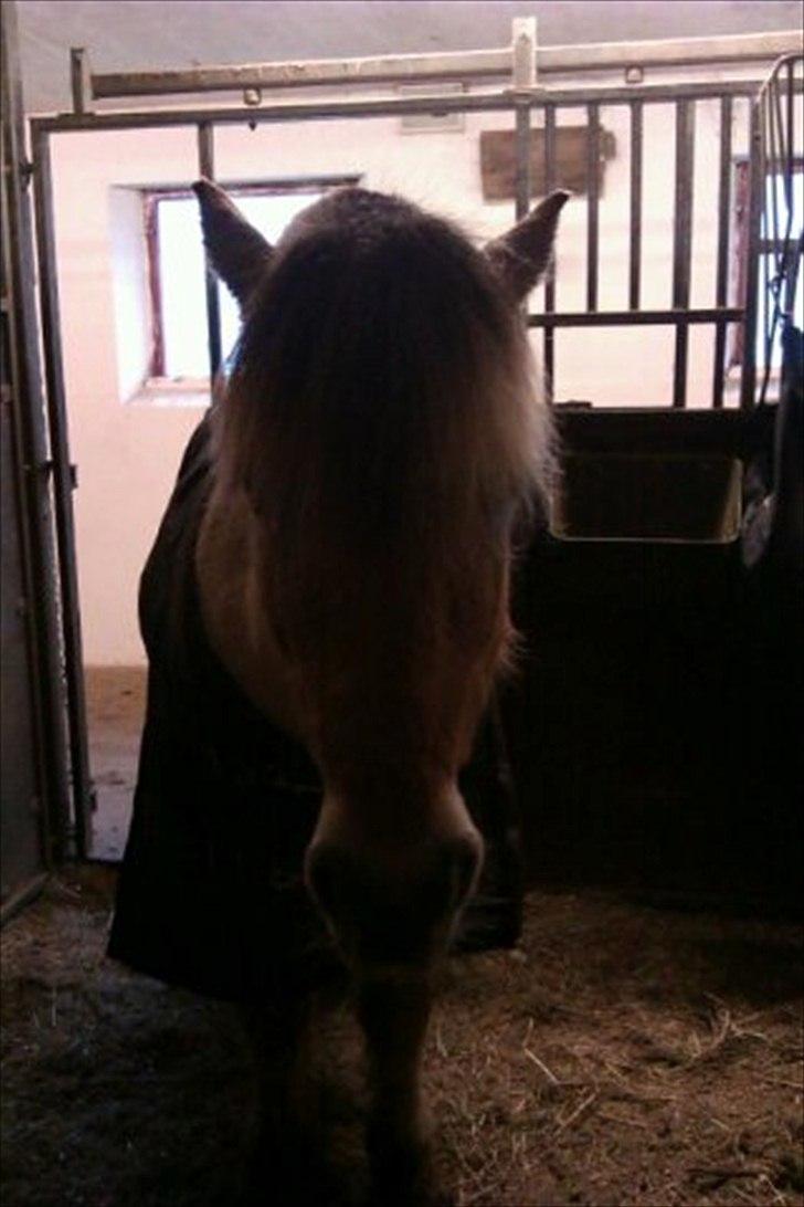 Fjordhest Conrad billede 7