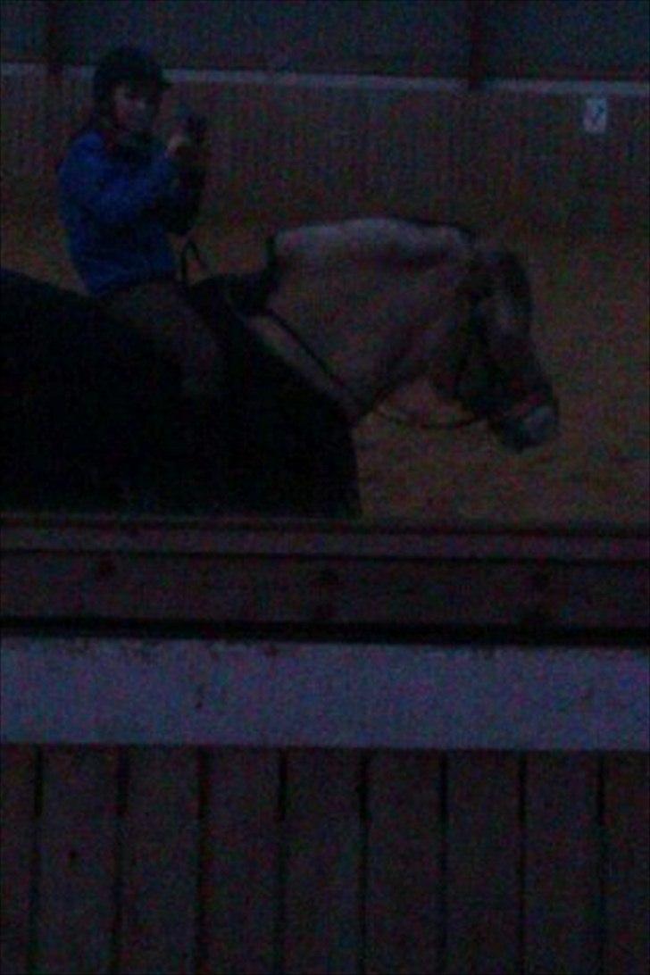 Fjordhest Conrad billede 8