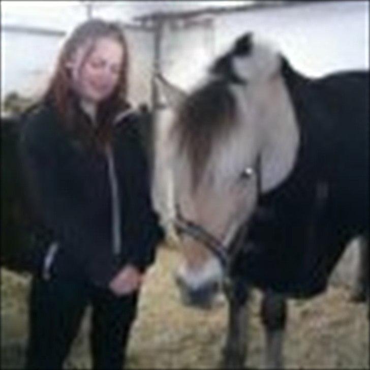 Fjordhest Conrad billede 9