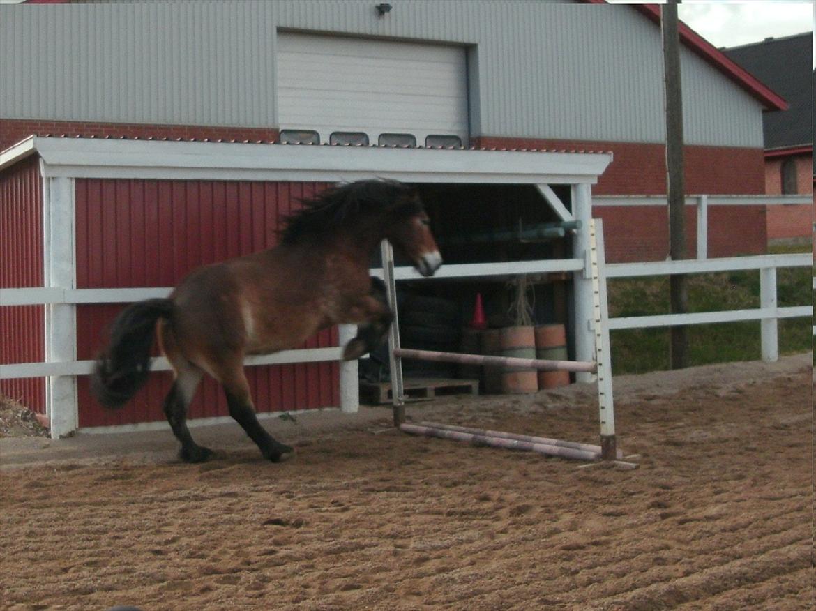Nordsvensk Skovhest Bellotino - Bello elsker at springe, teknik er der ikke meget af, men god og sjov motion er det :-) billede 5