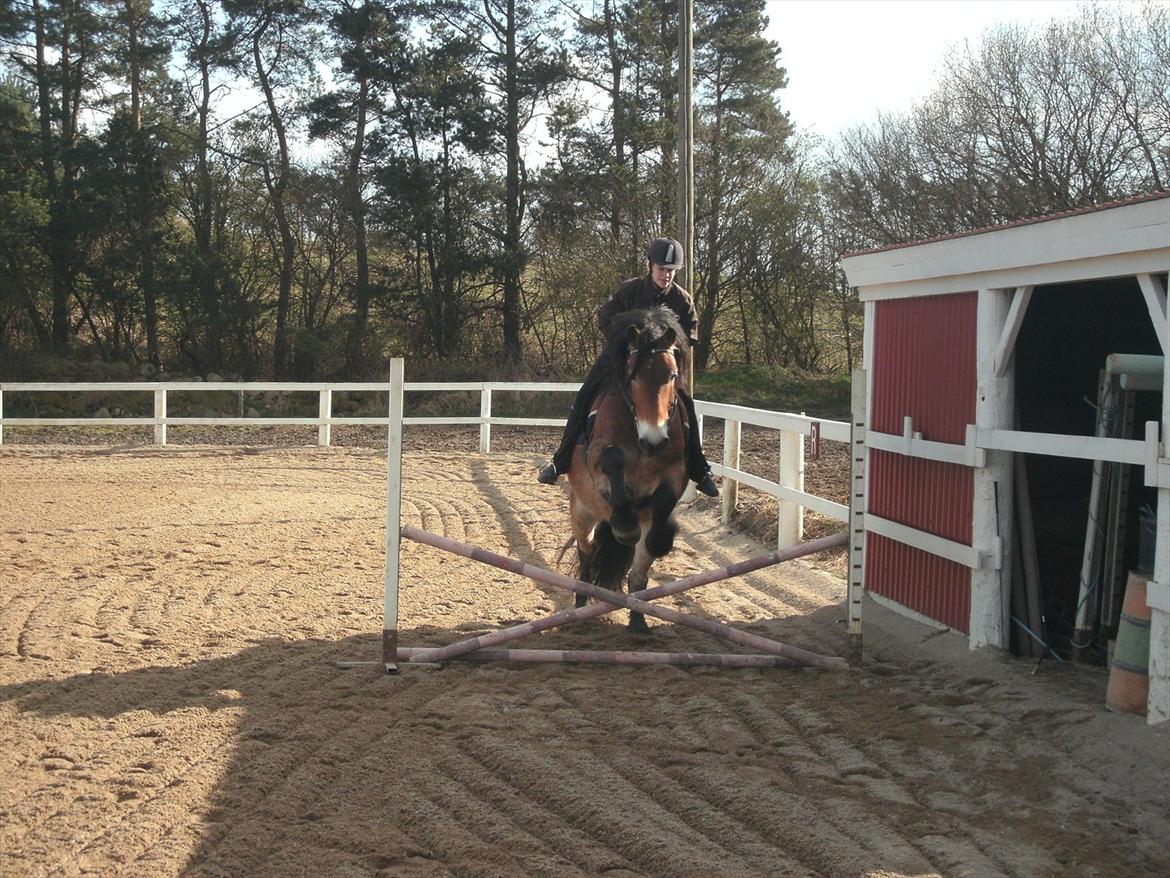 Nordsvensk Skovhest Bellotino - Supersej eqvipage :-) Rytter: Theresa billede 6