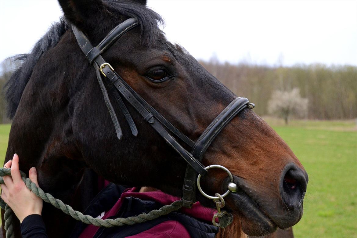 Dansk Varmblod Tembell | part - <3 | foto: far billede 15