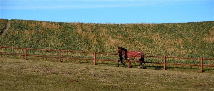 New Forest Alhedens Dianna - Første tur på folden! :) billede 11