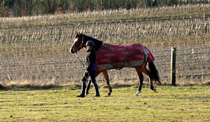 New Forest Alhedens Dianna - To smukke piger! ;) billede 12