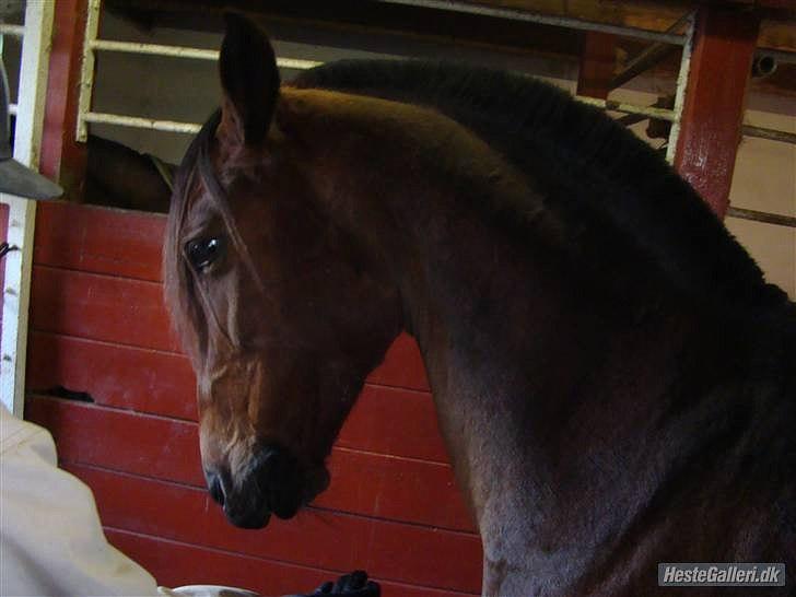 Anden særlig race misti - min flotte HINGST ej pjat det er stadig misti

billedet er lånt af nanna billede 5