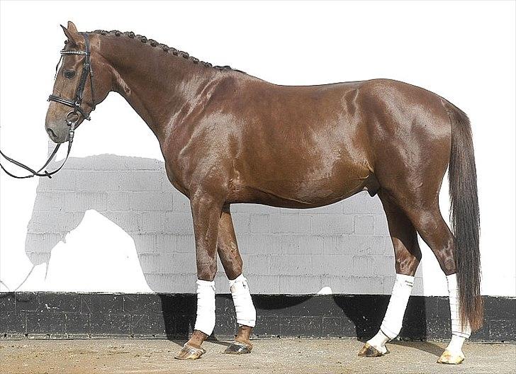 Hannoveraner Rawelt - Salgs billeder fra Vera fürst billede 2