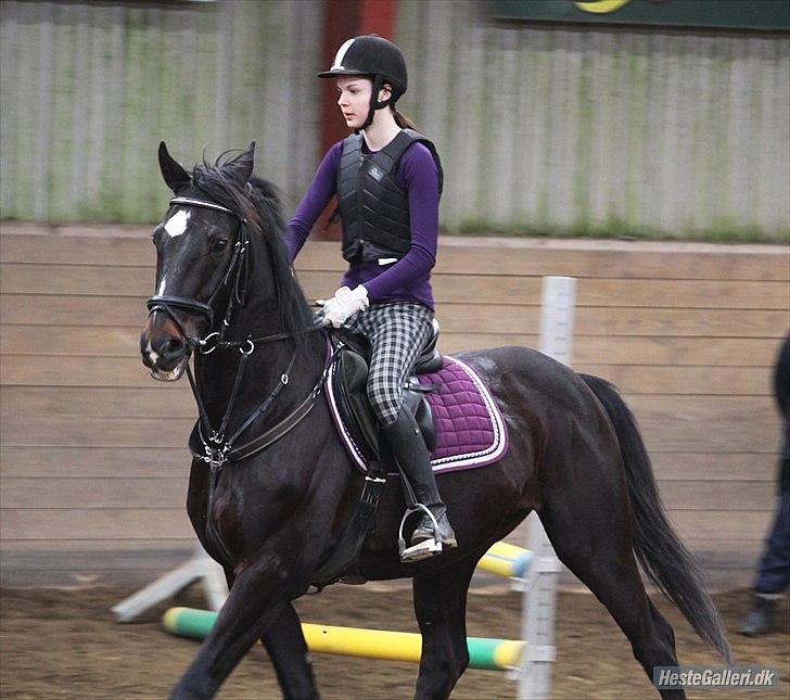Dansk Varmblod Sazkibard S *My Soulmate* - Den lækre vildbasse ♥
Foto: Amalie Reffelt billede 3