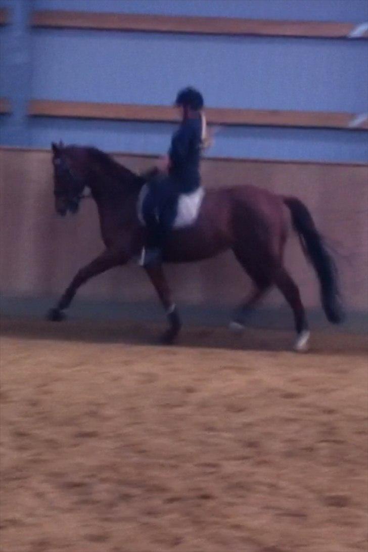 Hannoveraner Rawelt - December 2011 billede 3