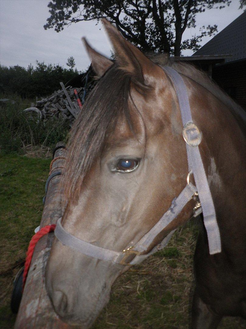Anden særlig race Beauty - Velkommen til Beauty's profil :) billede 1