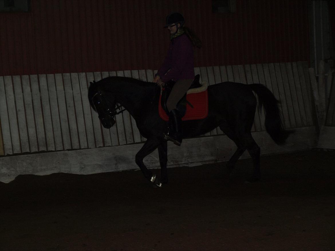 Anden særlig race Beauty - Så hedder det trav pony ;) billede 3