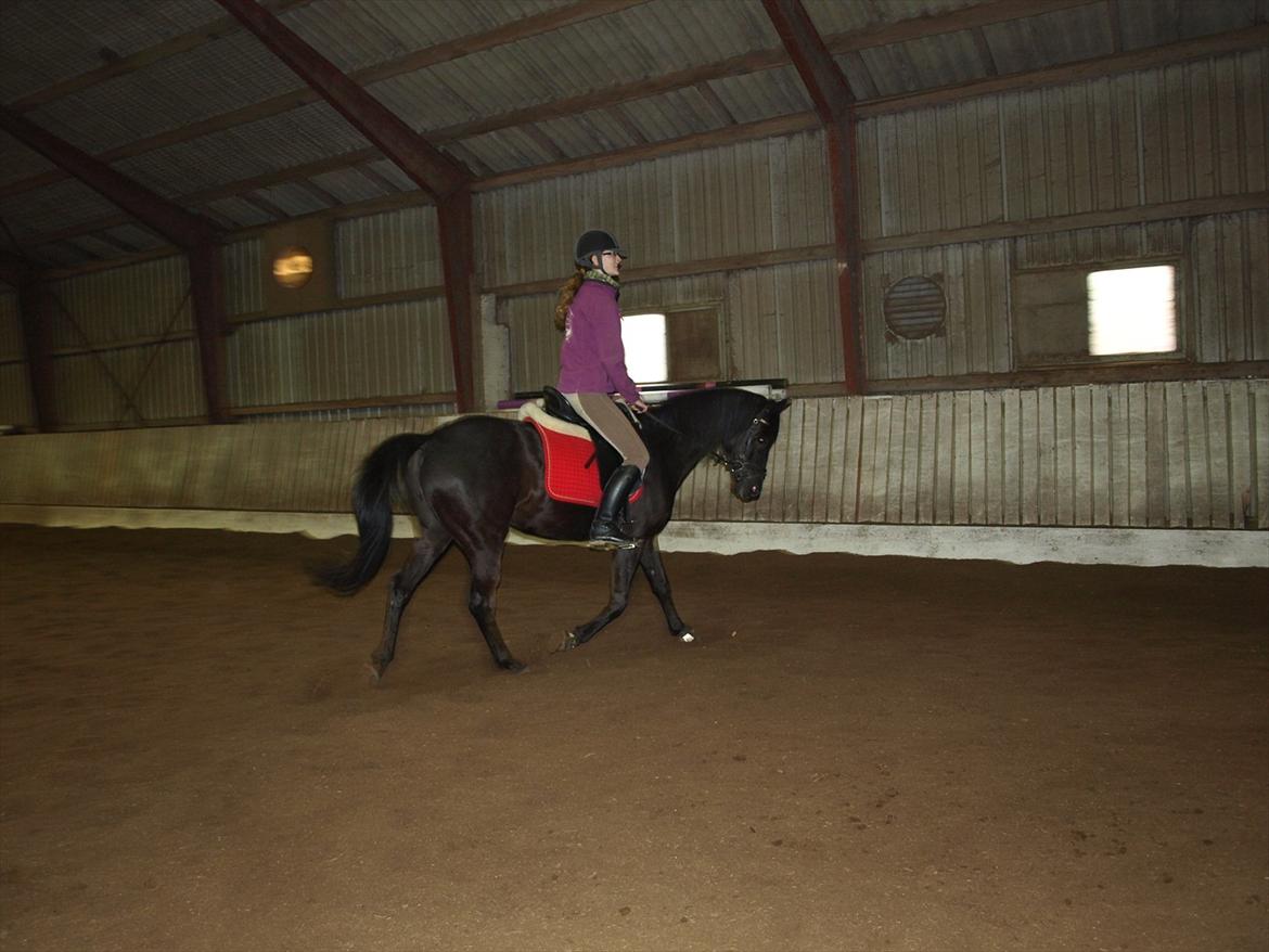 Anden særlig race Beauty - den dejlige i trav :D billede 4