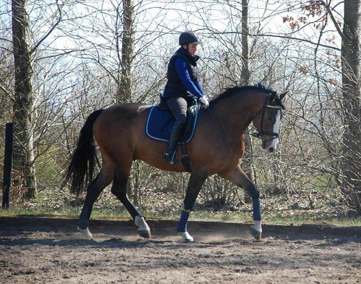 Dansk Varmblod The Royal Eternity - 15/4 2012 - Mig og Eternity billede 17