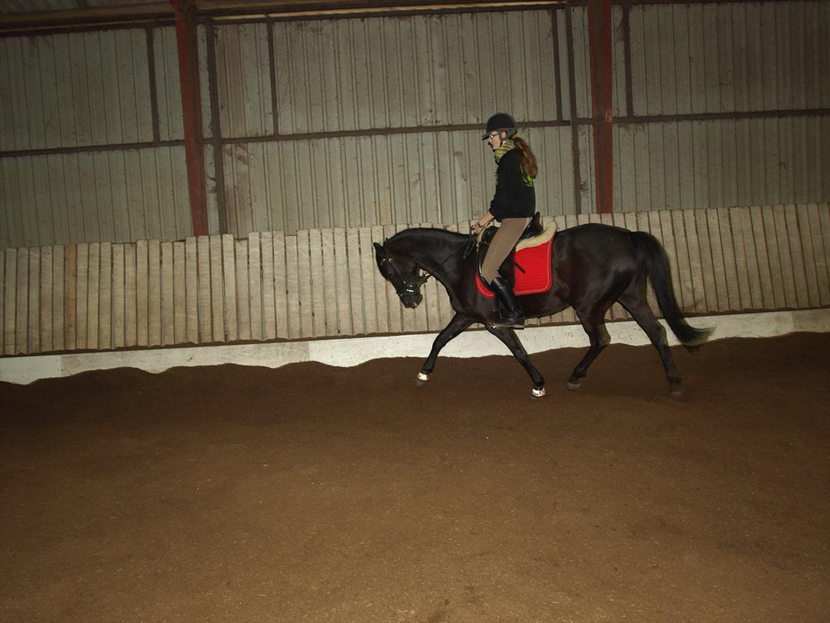 Anden særlig race Beauty - for varmt at ride med jakke :P billede 6