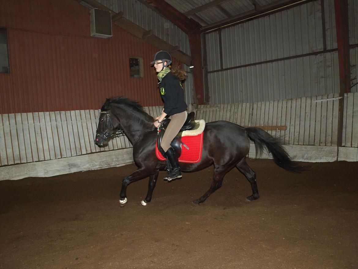 Anden særlig race Beauty - Galop = hidsig Beauty  :P billede 7